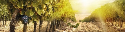 Osborne maintains a variety of vineyards