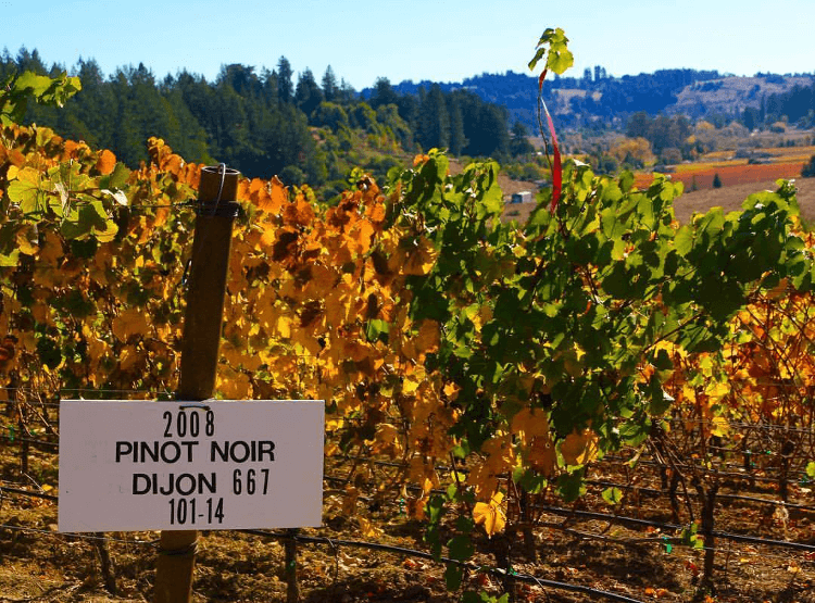 Pinot Noir vines in the vineyards of Marimar Estate