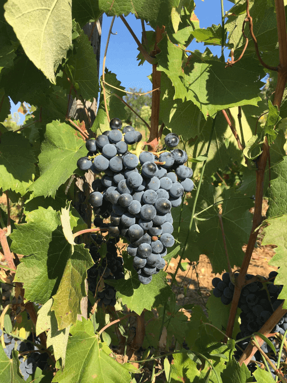 ripe red grapes from Chateau Sixtine