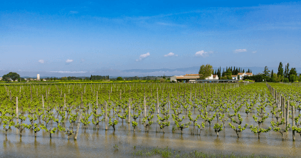 Flooded vineyards at Domaine de la Ferrandière
