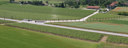Long rows of vines at Villa Chiopris