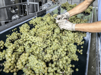 Careful selection of Chardonnay at Coppo